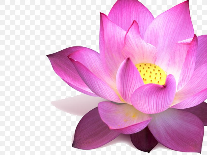 Nelumbo Nucifera Flower Padma Pink Egyptian Lotus, PNG, 1024x768px, Nelumbo Nucifera, Aquatic Plant, Beauty, Close Up, Color Download Free