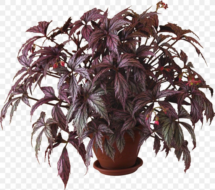 Plant Penjing Flowerpot Clip Art, PNG, 1200x1062px, Plant, Bonsai, Flowerpot, Herb, Houseplant Download Free