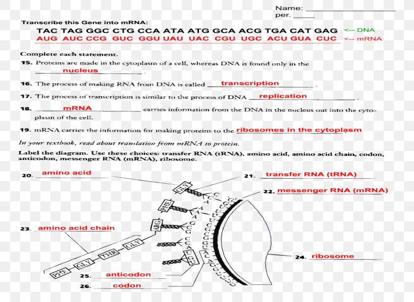 Translation Worksheet Text Transcription, PNG, 800x600px, Translation, Area, Biology, Diagram, Dna Download Free