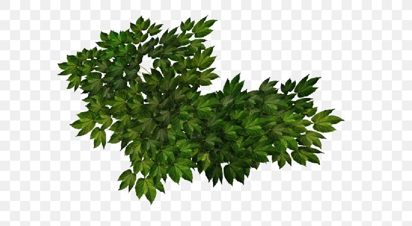 Adobe Systems Shrub Parsley, PNG, 600x450px, Watercolor, Cartoon, Flower, Frame, Heart Download Free