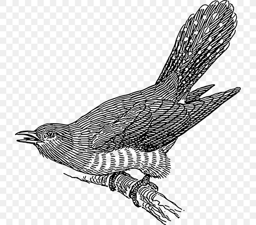 Bird Common Cuckoo Clip Art, PNG, 723x720px, Bird, Art, Asian Koel, Beak, Bird Of Prey Download Free
