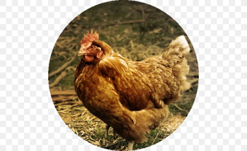 Chicken Poultry Farming Galliformes, PNG, 500x500px, Chicken, Beak, Chicken As Food, Chicken Coop, Egg Download Free