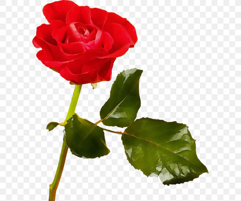 Garden Roses, PNG, 600x682px, Watercolor, Cabbage Rose, Cut Flowers, Floribunda, Floristry Download Free