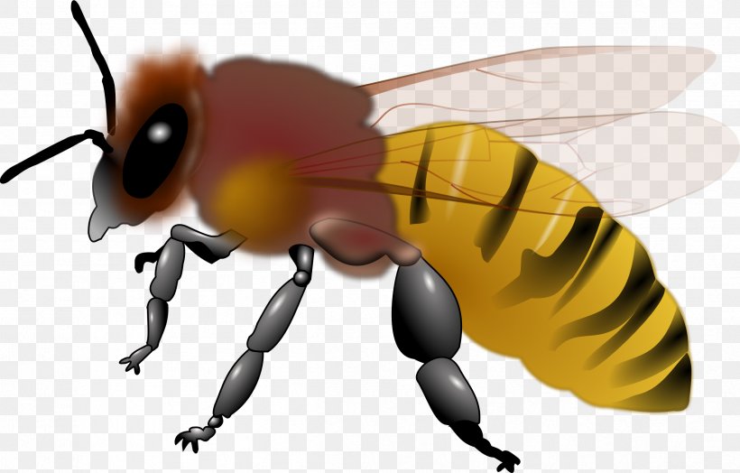 Honey Bee Insect Clip Art, PNG, 2396x1533px, Bee, Arthropod, Bee Free Honee, Beehive, Bumblebee Download Free