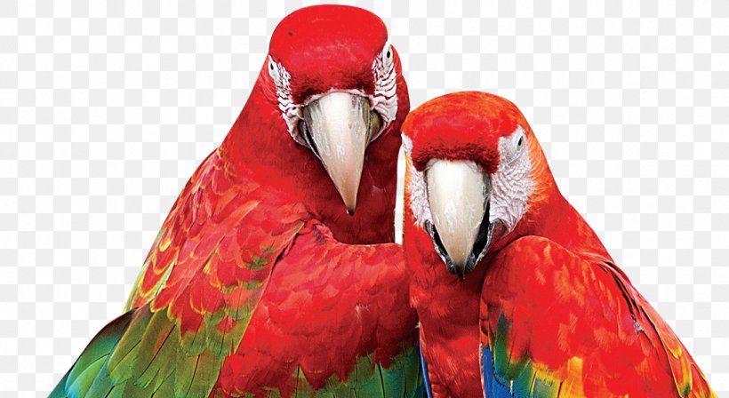 Macaw Parrot Beak Close-up, PNG, 1096x600px, Macaw, Beak, Bird, Close Up, Closeup Download Free