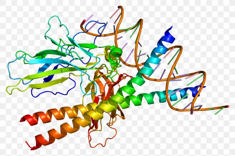 NFATC2 Protein Gene Expression, PNG, 1031x685px, Nfat, Artwork, Cell, Dnabinding Domain, Ep300 Download Free