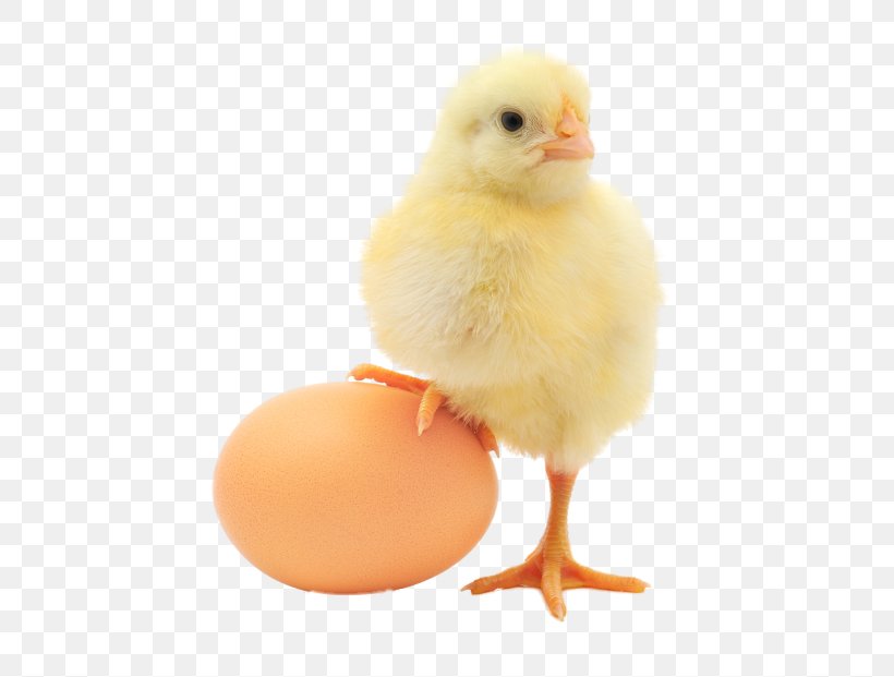 Plymouth Rock Chicken Chicken Or The Egg Organic Food Organic Egg Production, PNG, 621x621px, Plymouth Rock Chicken, Beak, Bird, Chicken, Chicken Or The Egg Download Free