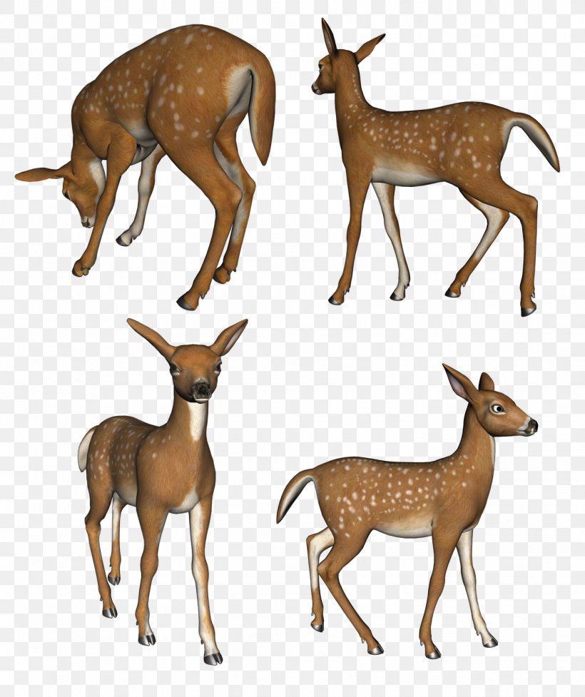 Reindeer Musk Deer White-tailed Deer Elk, PNG, 1342x1600px, Deer, Animal, Antelope, Antler, Drawing Download Free