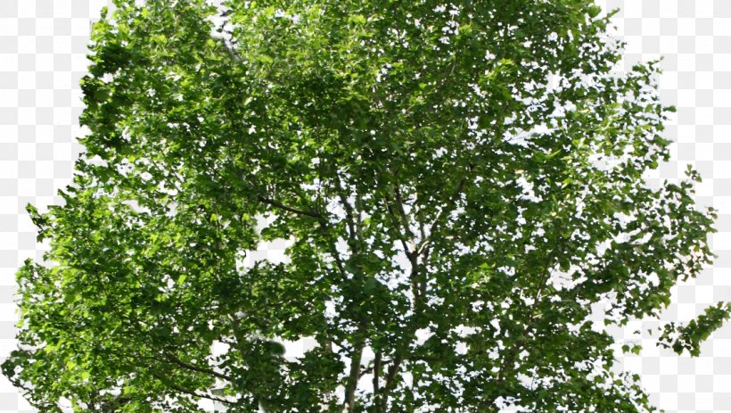 Tree, PNG, 1114x630px, Tree, Birch, Branch, Cottonwood, Evergreen Download Free
