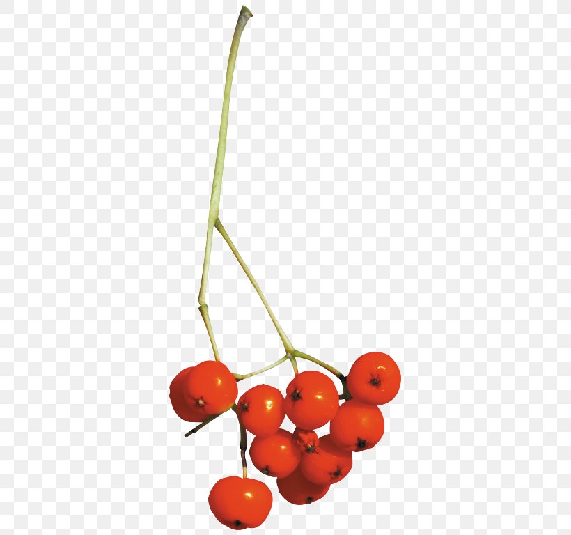Cherry Fruit Home Page Clip Art, PNG, 347x768px, Cherry, Berry, Flower, Flower Bouquet, Food Download Free