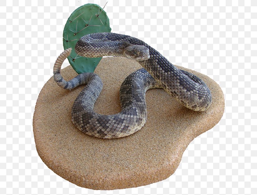 Rattlesnake Hognose Boa Constrictor Kingsnakes, PNG, 650x623px, Rattlesnake, Animal, Boa Constrictor, Boas, Colubridae Download Free