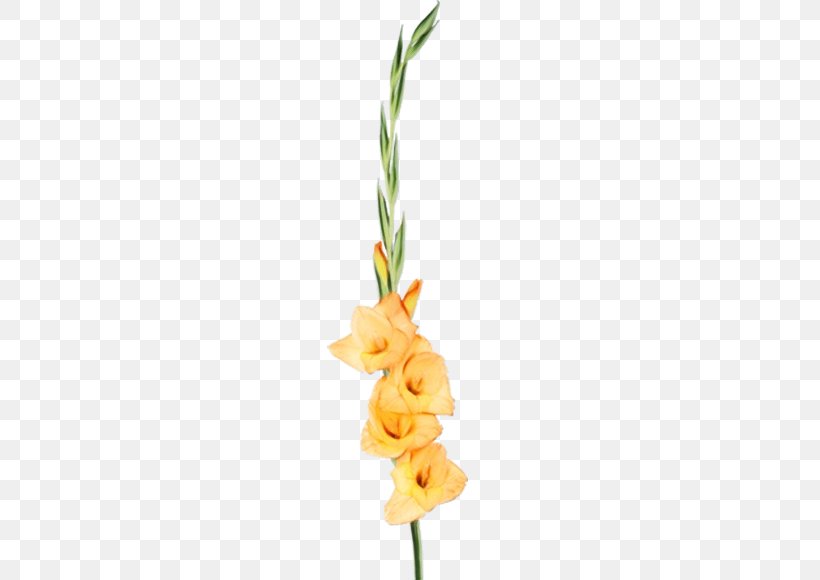 Flower Plant Cut Flowers Gladiolus Yellow, PNG, 559x580px, Watercolor, Cut Flowers, Flower, Gladiolus, Iris Download Free