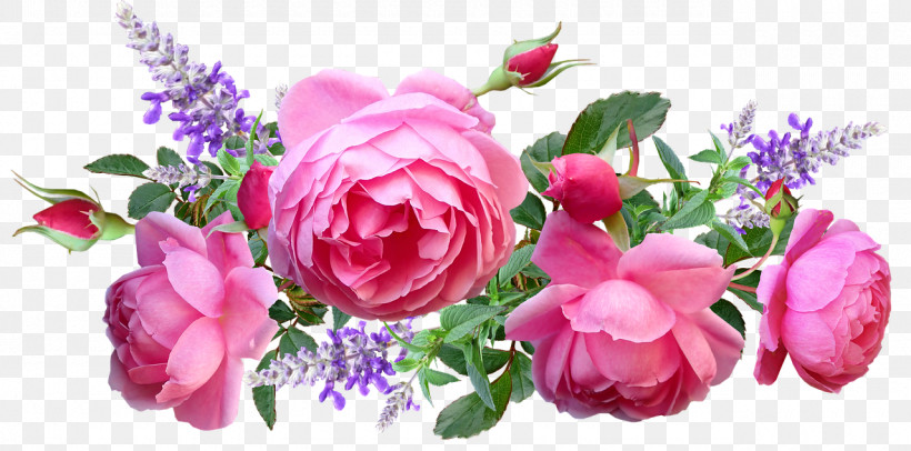 Garden Roses, PNG, 1280x635px, Garden Roses, Artificial Flower, Cabbage Rose, Childrens Film, Cut Flowers Download Free