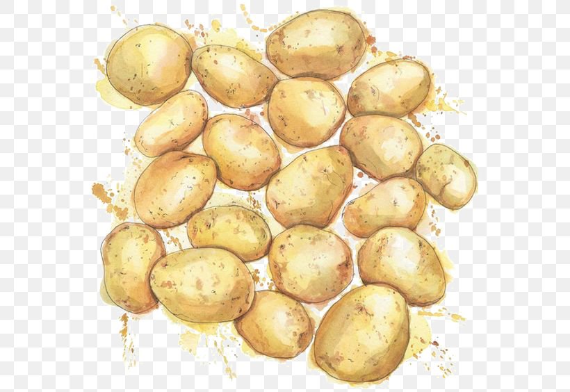 Watercolor Painting Drawing Potato Illustration, PNG, 564x564px, Watercolor Painting, Art, Art Diary, Behance, Botanical Illustration Download Free