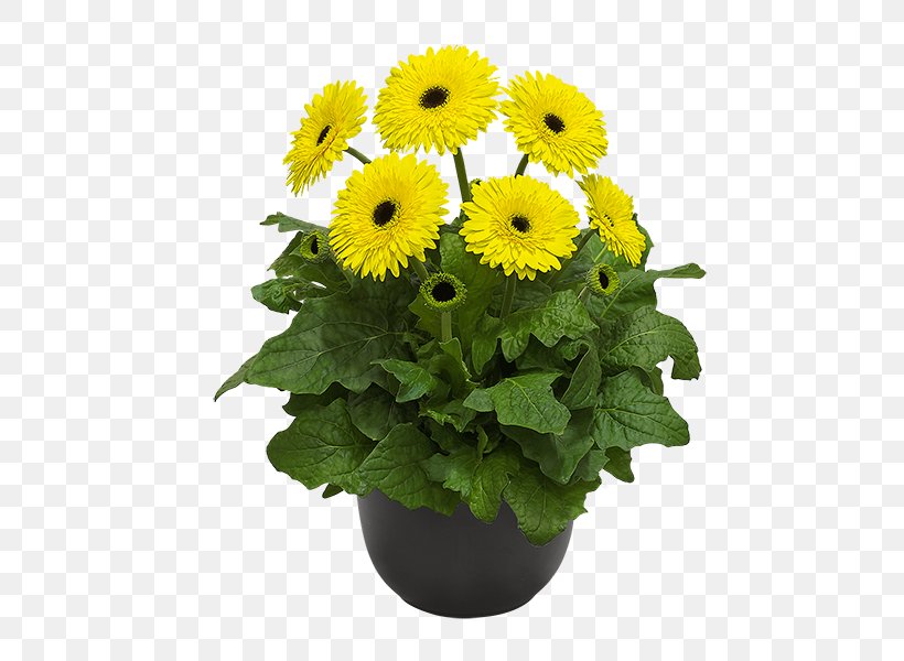 Cut Flowers Daisy Family Gerbera Jamesonii Plant, PNG, 600x600px, Flower, Annual Plant, Carnation, Chrysanthemum, Common Sunflower Download Free
