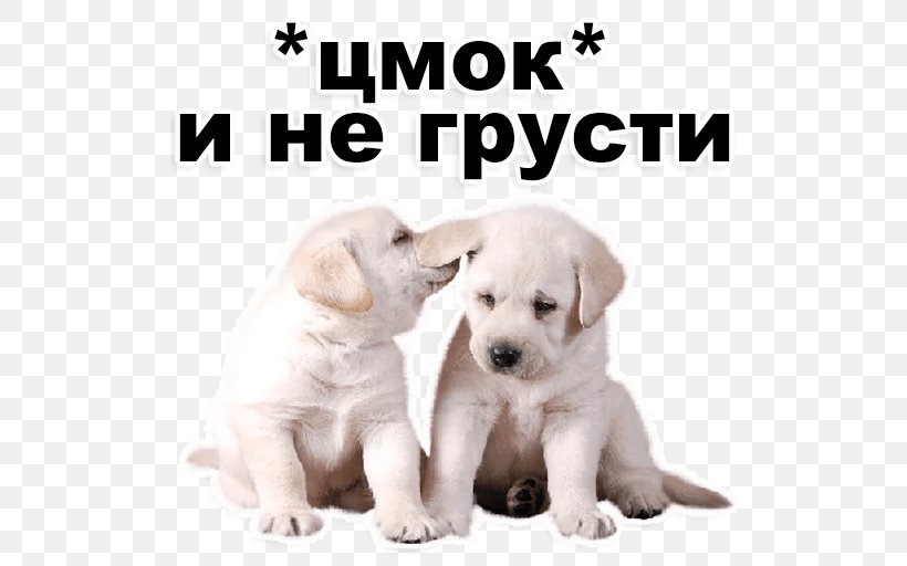 Labrador Retriever Puppy Akbash Dog Pungsan Dog Dog Breed, PNG, 512x512px, Labrador Retriever, Akbash Dog, Animaatio, Animal, Blingee Download Free
