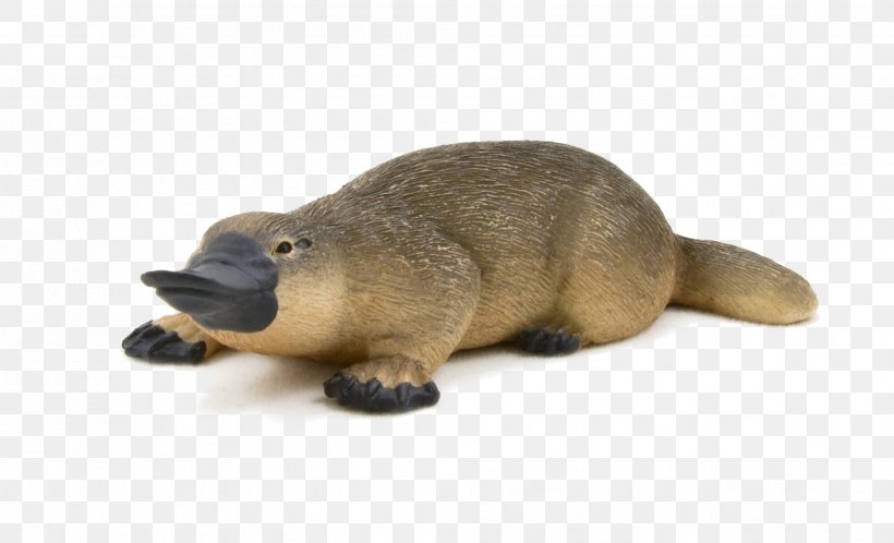 Platypus Indian Runner Duck Beaver Animal, PNG, 2013x1224px, Platypus, Animal, Animal Figure, Beak, Beaver Download Free