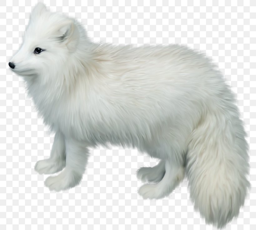 Arctic Fox Gray Wolf Clip Art, PNG, 800x738px, Arctic Fox, Canis Lupus Tundrarum, Carnivoran, Dog Breed, Dog Breed Group Download Free