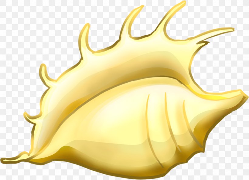 Mollusc Shell Drawing Clip Art, PNG, 1194x867px, Mollusc Shell, Conch, Drawing, Food, Fruit Download Free