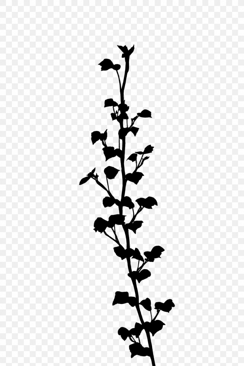 Twig Plant Stem Flowering Plant Leaf, PNG, 1024x1536px, Twig, Branch, Flower, Flowering Plant, Leaf Download Free