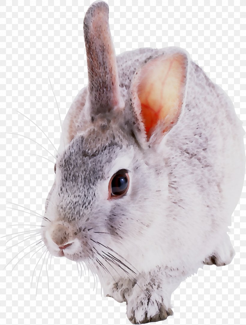 Domestic Rabbit Chinchilla Hare Whiskers Fur, PNG, 2143x2829px, Domestic Rabbit, Chinchilla, Computer Mouse, Ear, Fur Download Free