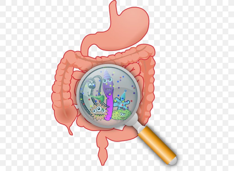 Gastrointestinal Tract Health Digestion Probiotic Gut Flora, PNG, 462x598px, Watercolor, Cartoon, Flower, Frame, Heart Download Free