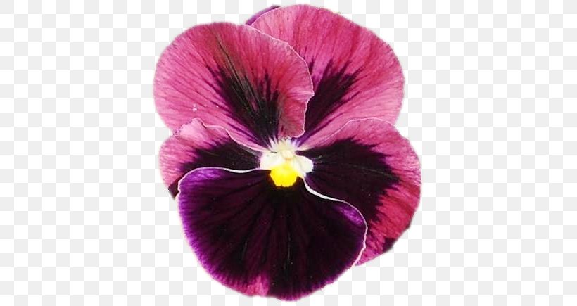 Pansy Violet Annual Plant, PNG, 401x435px, Pansy, Annual Plant, Flower, Flowering Plant, Magenta Download Free