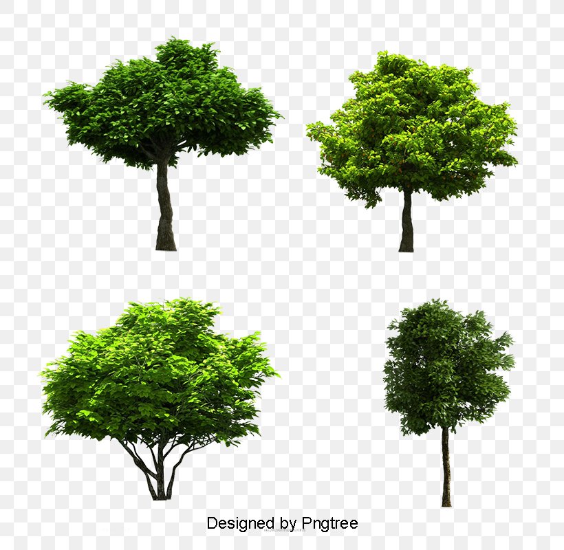 Tree Image JPEG Photograph, PNG, 800x800px, Tree, Biome, Branch, Christmas Tree, Digital Image Download Free