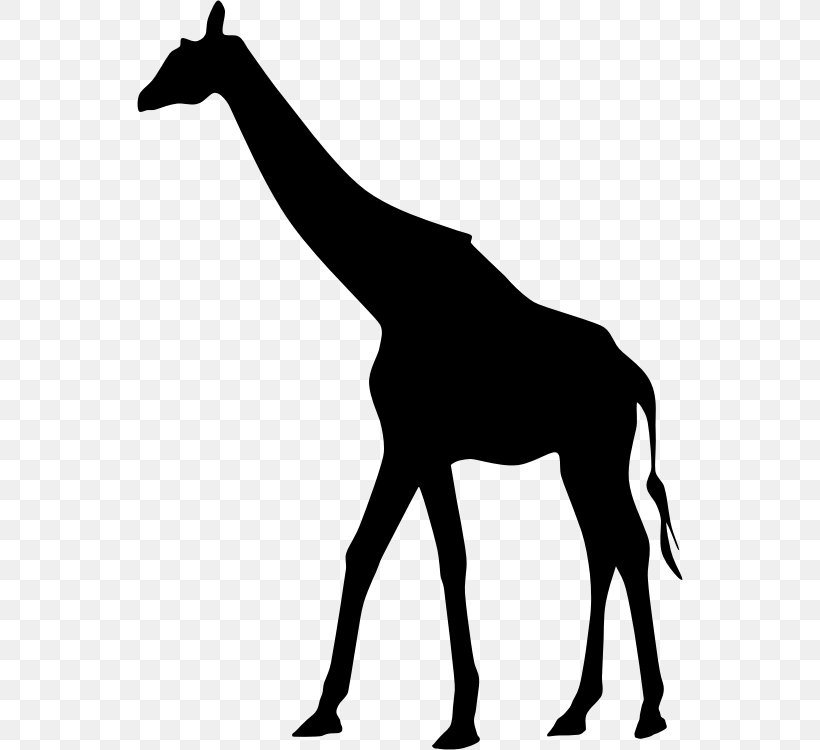West African Giraffe Silhouette, PNG, 546x750px, West African Giraffe, Art, Black, Black And White, Colt Download Free