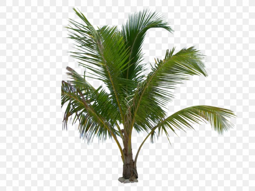 Arecaceae Mexican Fan Palm Tree Coconut Babassu, PNG, 900x675px, Arecaceae, Areca Nut, Arecales, Attalea, Attalea Speciosa Download Free