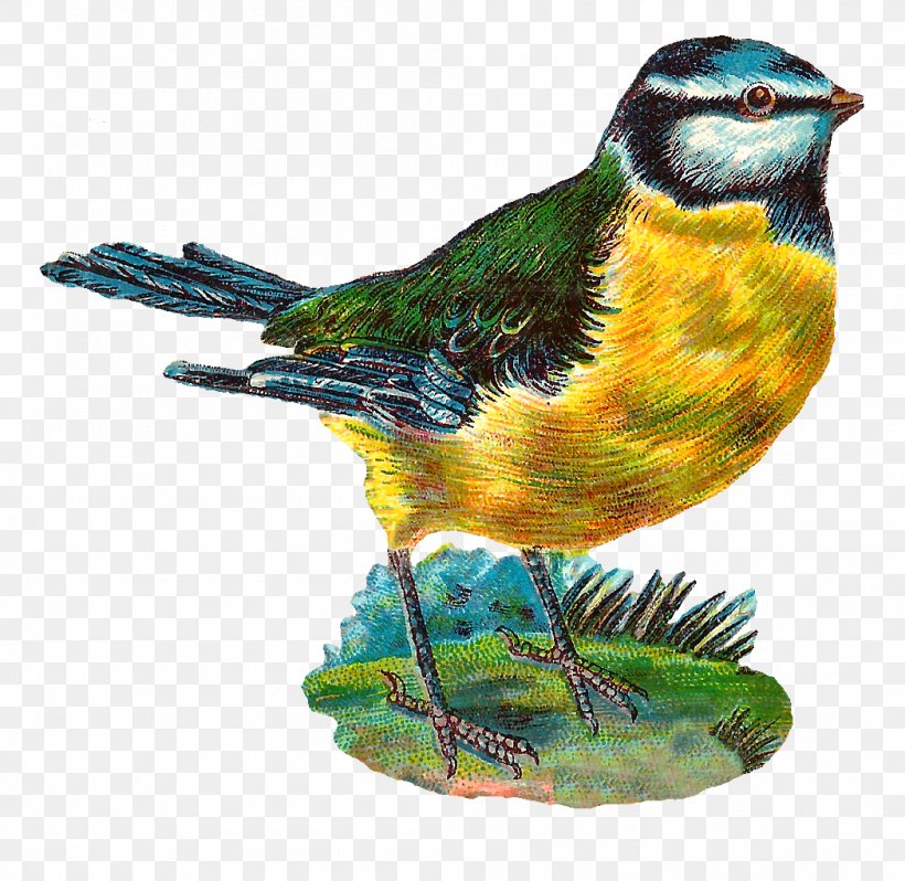 Bird Finch Sun Conure Feather Clip Art, PNG, 1049x1021px, Bird, American Sparrows, Animal, Aratinga, Beak Download Free