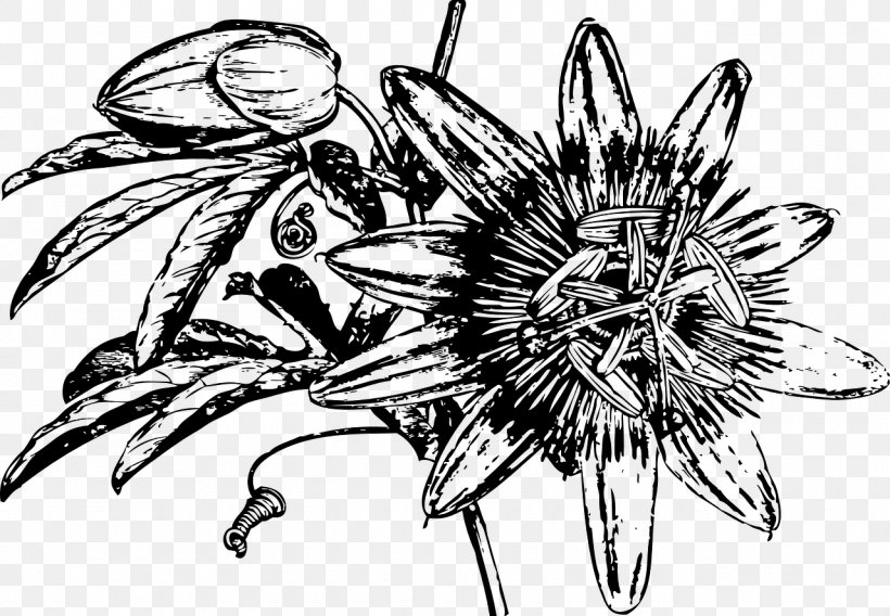 Cut Flowers Floral Design Clip Art, PNG, 1280x888px, Cut Flowers, Art, Artwork, Black And White, Bluecrown Passionflower Download Free