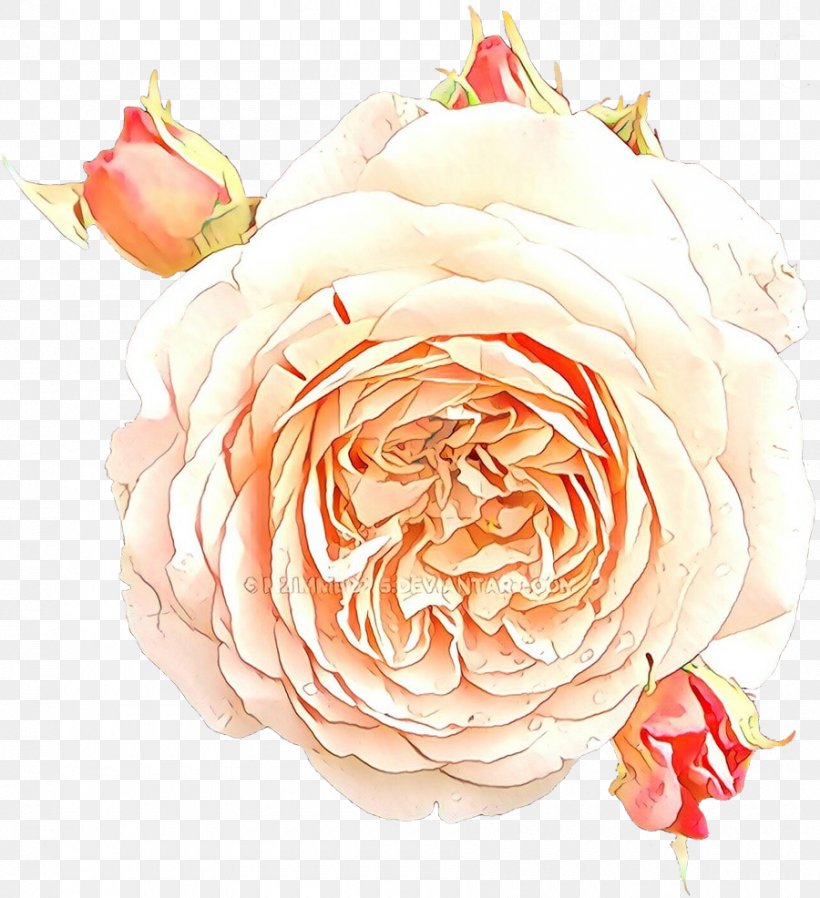 Garden Roses, PNG, 900x986px, Cartoon, Cut Flowers, Floribunda, Flower, Garden Roses Download Free