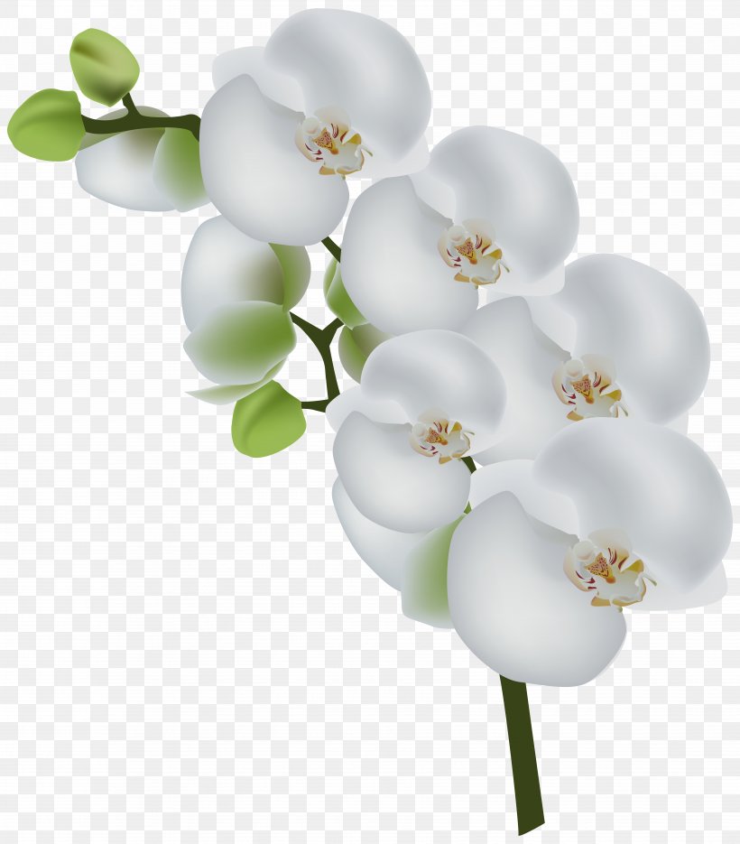 Orchids Flower Clip Art, PNG, 7014x8000px, Orchids, Blossom, Branch, Carnation, Cut Flowers Download Free