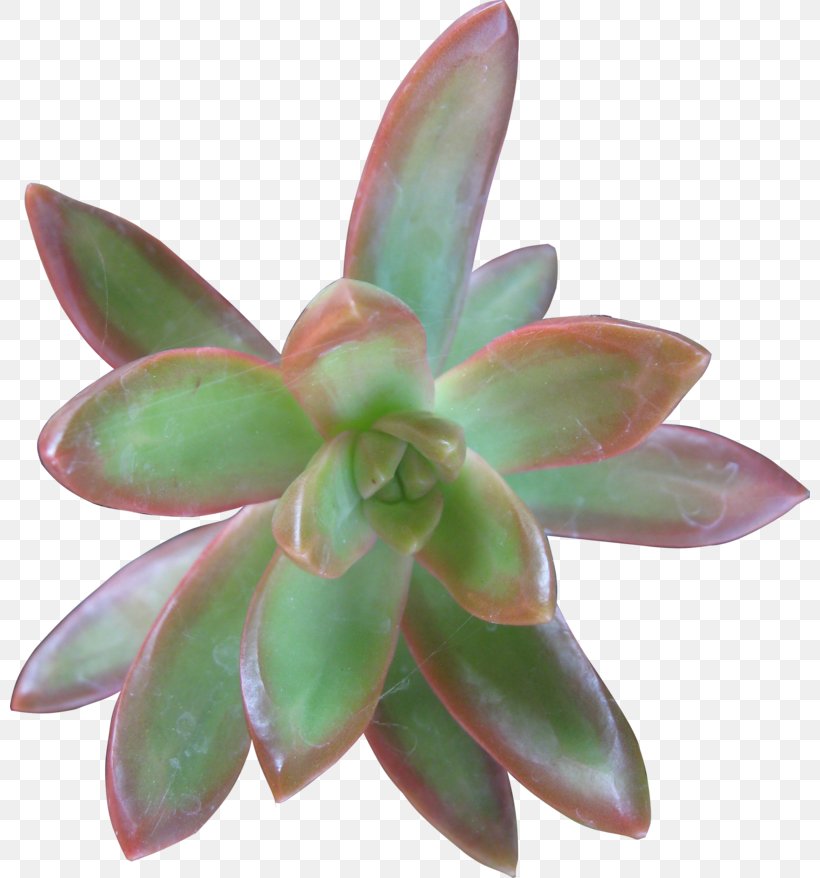 Penjing Petal Succulent Plant Leaf, PNG, 800x878px, Penjing, Cactaceae, Cut Flowers, Flower, Flowerpot Download Free