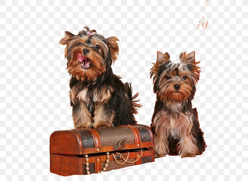 Yorkshire Terrier Australian Silky Terrier Puppy Companion Dog Dog Breed, PNG, 600x600px, Yorkshire Terrier, Australian Silky Terrier, Breed, Carnivoran, Companion Dog Download Free