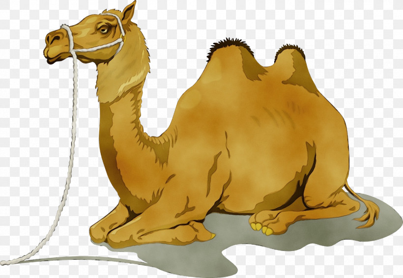 camel vector sketch 8686421 Vector Art at Vecteezy