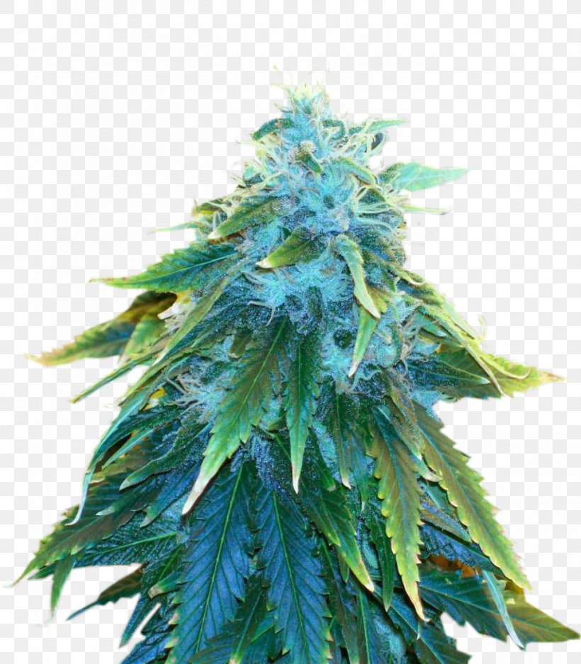 Cannabis Sativa Marijuana Seed Cannabis Cultivation, PNG, 1400x1600px, Cannabis, Artikel, Blossom, Cannabis Cultivation, Cannabis Sativa Download Free