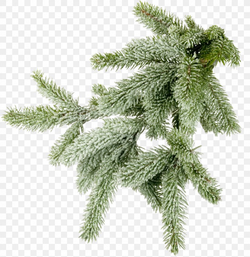 Conifers Spruce Photography Branch, PNG, 995x1024px, Conifers, Branch, Christmas Ornament, Conifer, Cypress Family Download Free