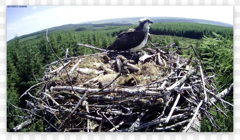 Eagle Bird Nest Fauna Beak, PNG, 3004x1762px, Eagle, Accipitriformes, Beak, Bird, Bird Nest Download Free