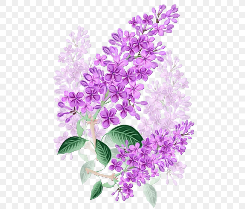 Lavender, PNG, 495x700px, Watercolor, Branch, Buddleia, Dendrobium, Flower Download Free