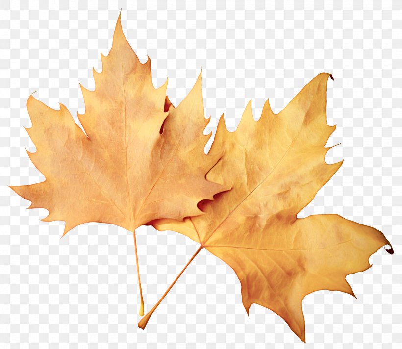 Maple Leaf, PNG, 1650x1433px, Leaf, Black Maple, Deciduous, Maple Leaf, Plane Download Free