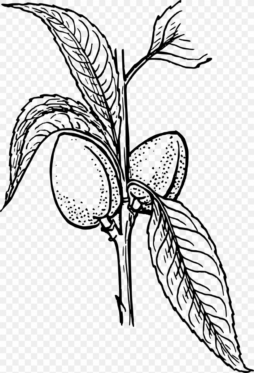 Drawing Plant Clip Art, PNG, 1331x1955px, Drawing, Almond, Art, Artwork, Black And White Download Free