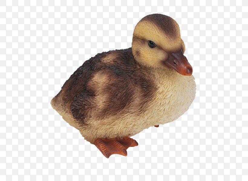 Mallard Duckling Duckling Bird, PNG, 600x600px, Mallard, Animal, Beak, Bird, Cat Download Free