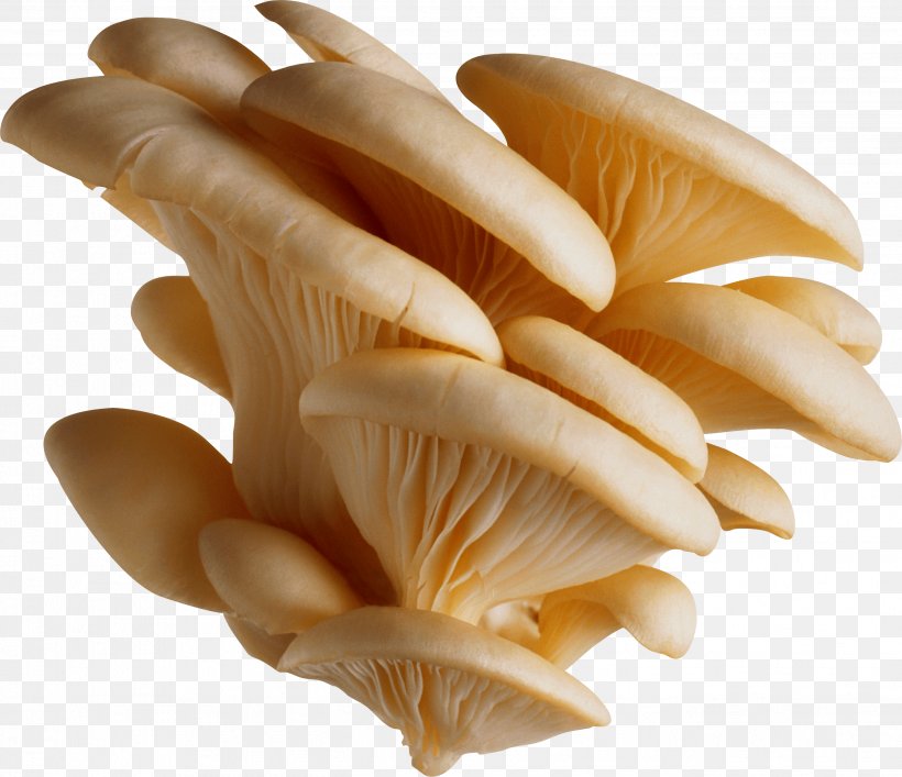 Oyster Mushroom Pleurotus Eryngii Pleurotus Pulmonarius, PNG, 2646x2283px, Oyster Mushroom, Agaricaceae, Chicken Meat, Clams Oysters Mussels And Scallops, Common Mushroom Download Free