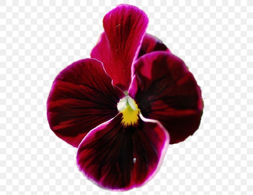 Pansy Magenta Close-up, PNG, 532x632px, Pansy, Closeup, Flower, Flowering Plant, Magenta Download Free