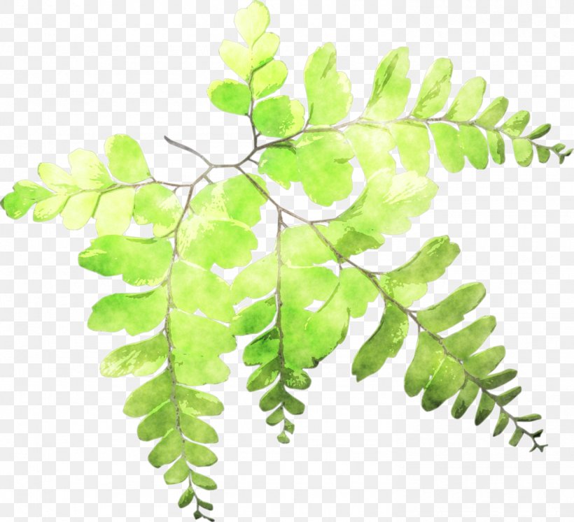 Fern Leaf Plant Stem Watercolor Painting, PNG, 1485x1353px, Fern, Art, Branch, Color, Drawing Download Free