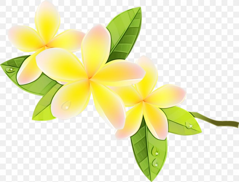 Flower Frangipani Petal Plant Flowering Plant, PNG, 1280x974px, Watercolor, Cattleya, Flower, Flowering Plant, Frangipani Download Free