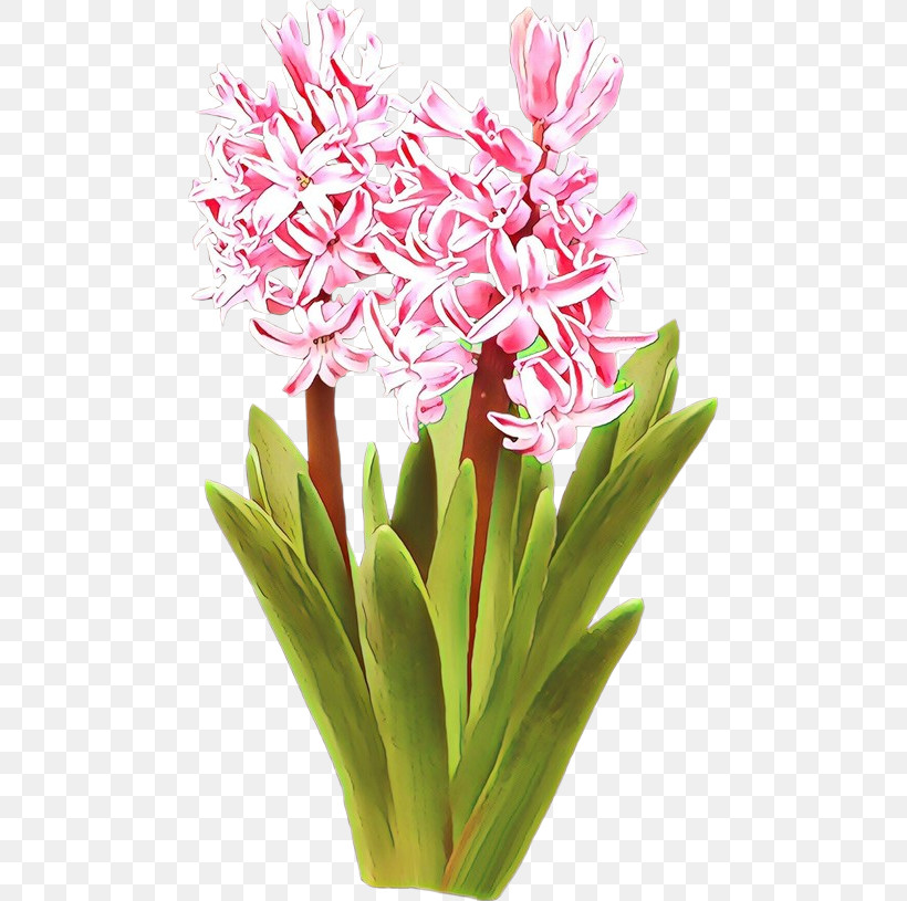 Flower Plant Pink Cut Flowers Gymea Lily, PNG, 480x815px, Flower, Crinum, Curcuma, Cut Flowers, Ginger Family Download Free