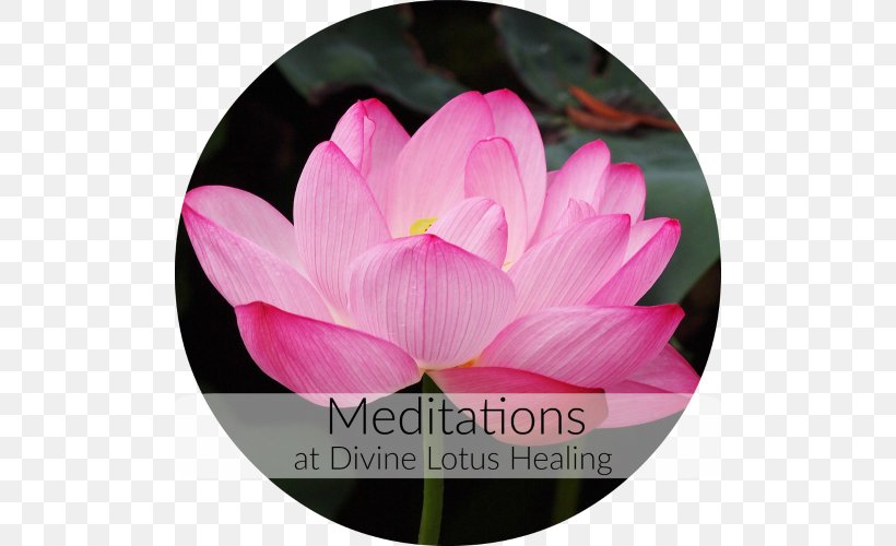 Nelumbo Nucifera Buddhist Meditation Buddhism Water Lilies, PNG, 500x500px, Nelumbo Nucifera, Aquatic Plant, Buddhism, Buddhist Meditation, Buddhist Philosophy Download Free